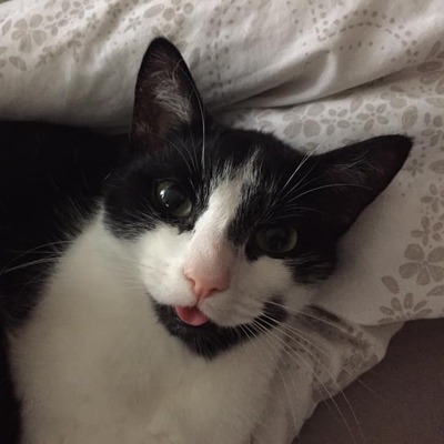 Hırsız kedi fenomen oldu... "Fırsat bulursa değerlendiriyor"