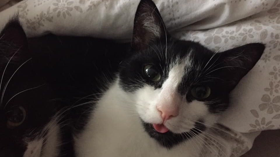 Hırsız kedi fenomen oldu... "Fırsat bulursa değerlendiriyor"