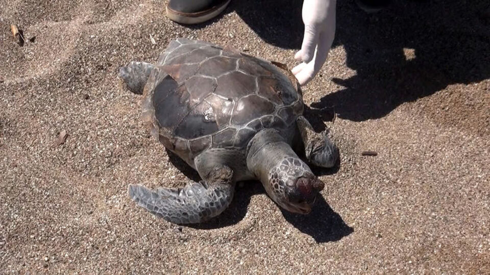 Denizin kadim canlısına yine o ölüm tuzağı!