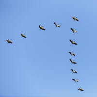 Kuşlar neden V şeklinde uçar?