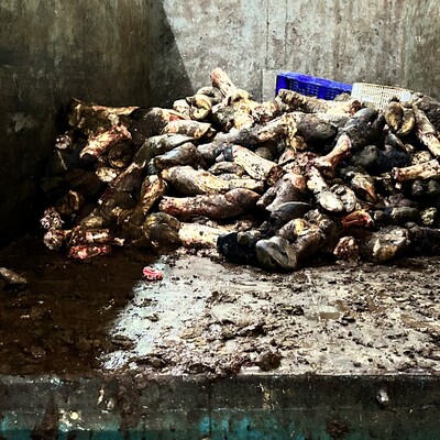 Buradan mutfağımıza geliyor! İstanbul'da tepki çeken görüntüler