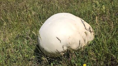 Doğa gezisinde buldular... Ağırlığı 4 kilo!