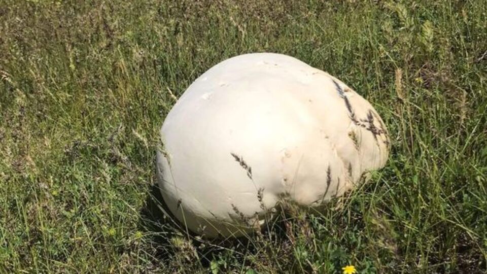 Doğa gezisinde buldular... Ağırlığı 4 kilo!