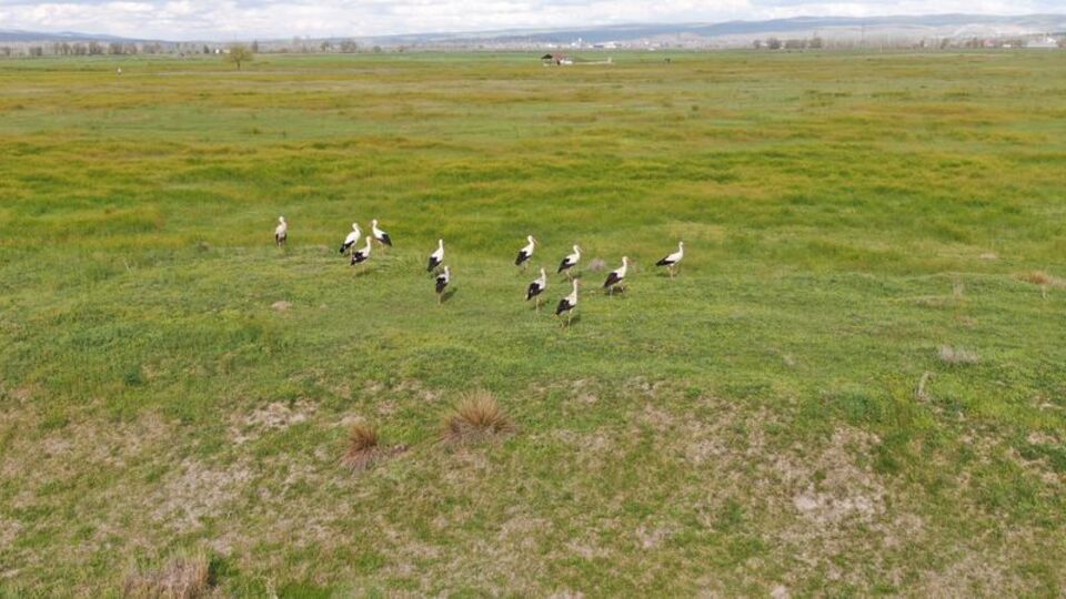 Sürü halinde görüntülendiler! "Bir arada gezmeleri garip"