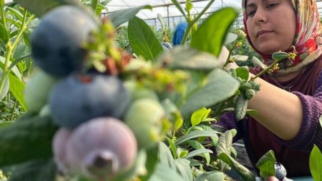 Kadınlar ilk kez serada yetiştirdi, hasat başladı