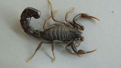 Hindistan'da uçakta yolcuyu akrep soktu