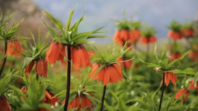 Ters laleler doğaya renk katıyor