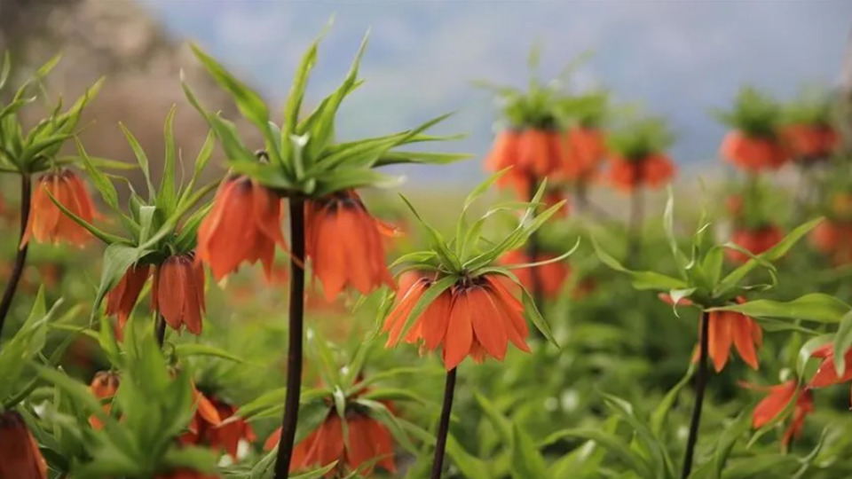 Ters laleler doğaya renk katıyor
