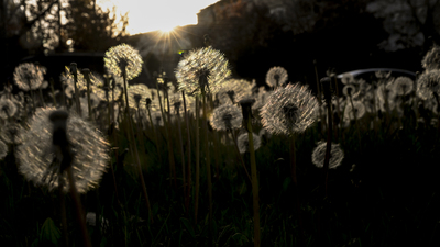 İşte aradığımız ilkbahar! Sıcaklıklar adım adım yükseliyor