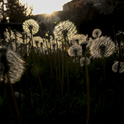 İşte aradığımız ilkbahar! Sıcaklıklar adım adım yükseliyor