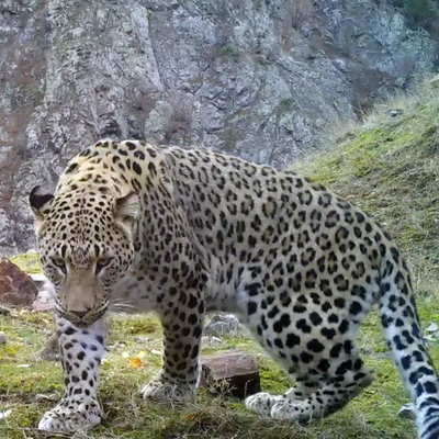 Akdeniz ve Ege'de 'Anadolu leoparı' heyecanı