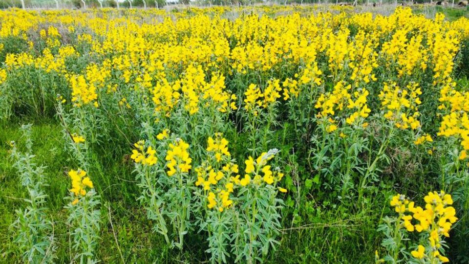 Koparmanın cezası: 244 bin 315 lira