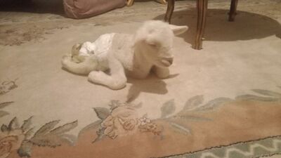 Bacakları ters doğan kuzu görenleri şaşırttı