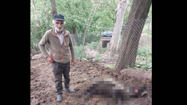 Artvin'de ayı 20 koyunu öldürdü