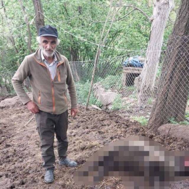 Artvin'de ayı 20 koyunu öldürdü
