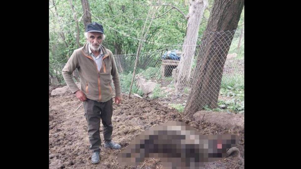 Artvin'de ayı 20 koyunu öldürdü