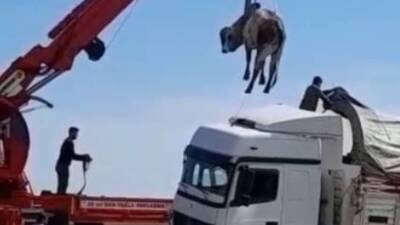 Atladığı TIR'ın dorsesine böyle döndü