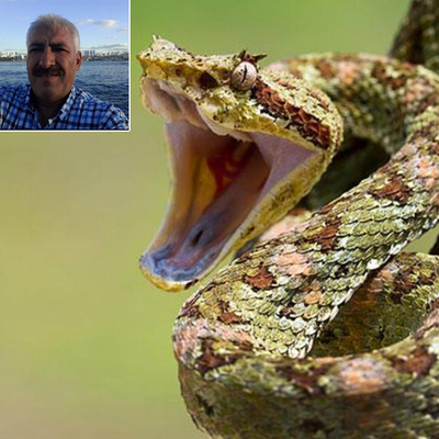 Bahçesinde kayısı topluyordu! Öldüren yılan!