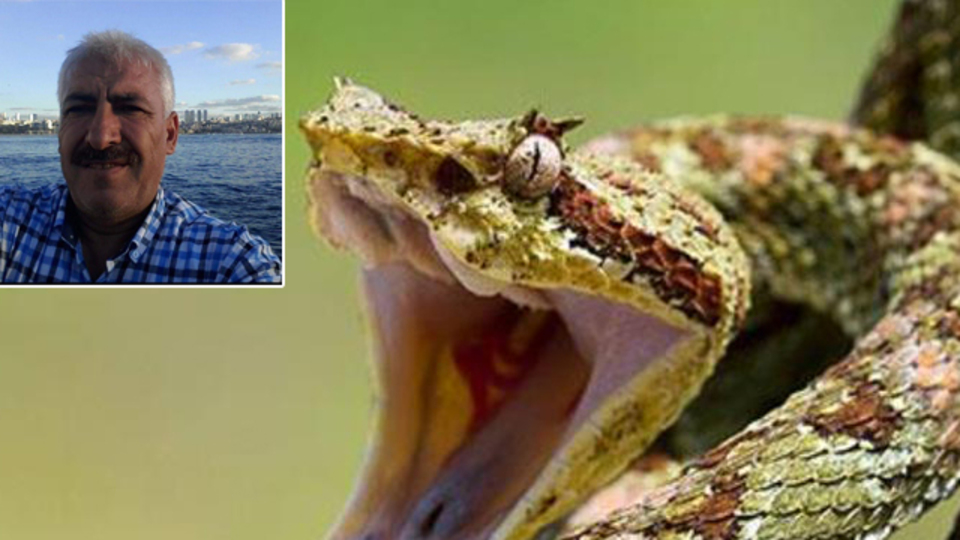 Bahçesinde kayısı topluyordu! Öldüren yılan!