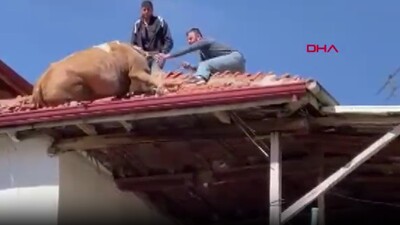 Çatıya çıkan inek imece usulü kurtarıldı