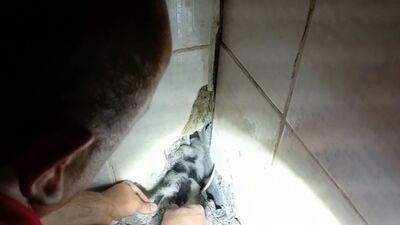 Duvara sıkışan yavru kedi için seferber oldular