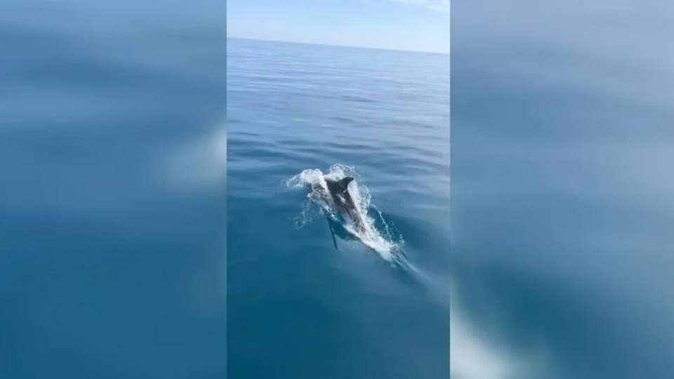 Yunuslardan turistlere sürpriz