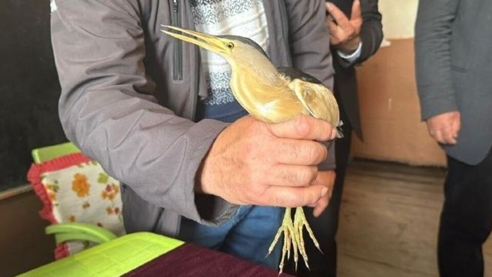 Bitkin bulunan balaban kuşu koruma altına alındı