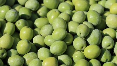 'Hatay Halhalı zeytini' tescillendi