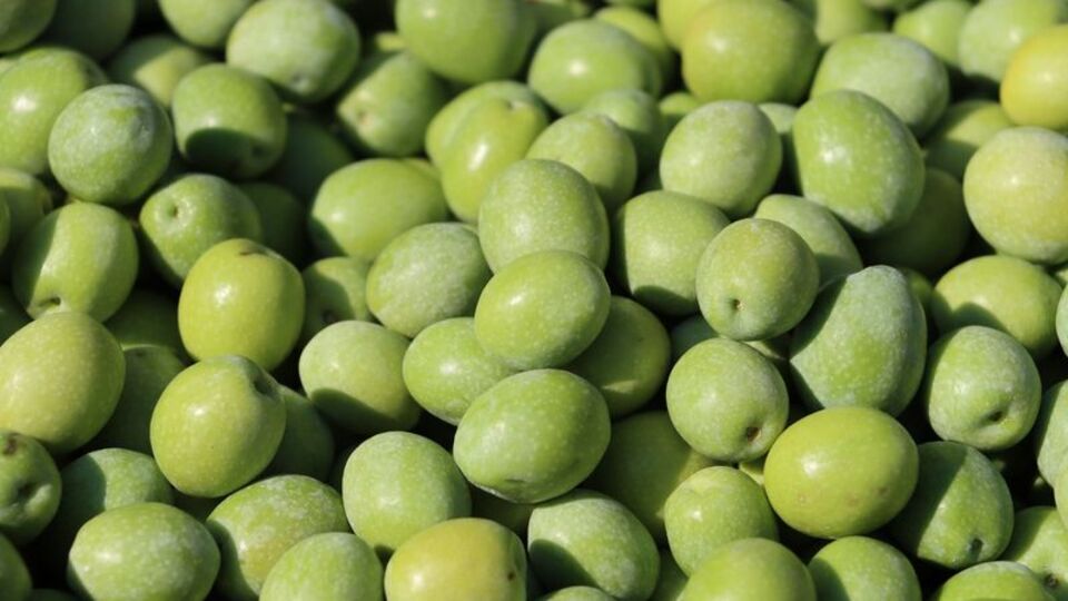 'Hatay Halhalı zeytini' tescillendi