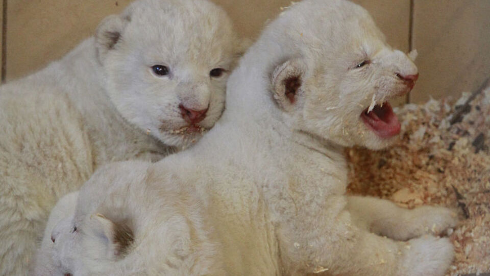 Beyaz aslan, 4 yavru dünyaya getirdi