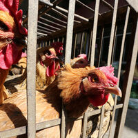 İngiltere'de kuş gribi insanlara bulaştı!