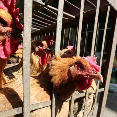 İngiltere'de kuş gribi insanlara bulaştı!