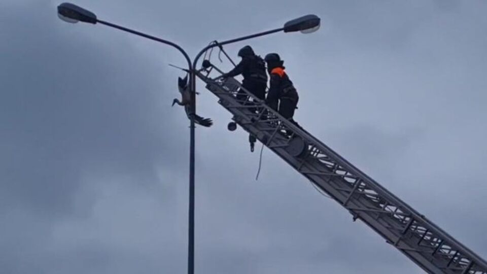 Elektrik direğinde asılı kalan leylek, böyle kurtarıldı