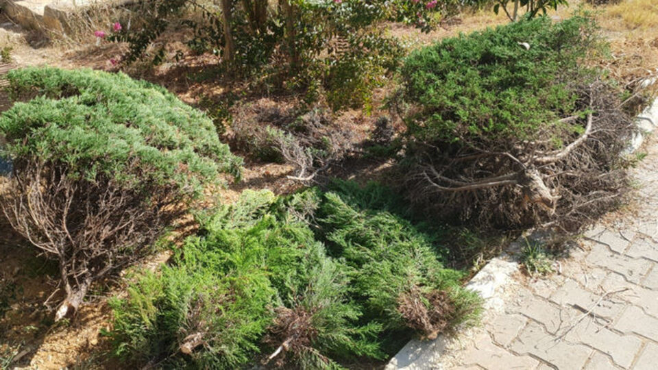 Ağaçları kesen komşuya hapis cezası istendi