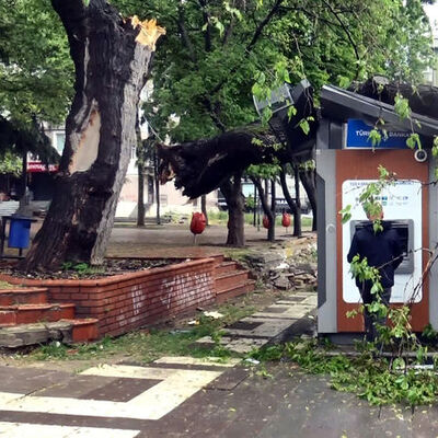 Ağaç ATM'lerin üzerine devrildi; para çekmeye devam ettiler