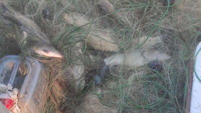 Elazığ'da kaçak avlanan 250 kilo balık ele geçirildi