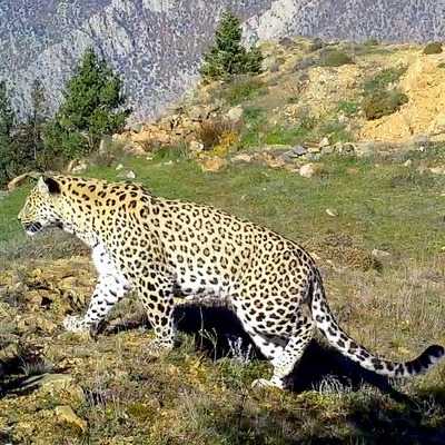 Anadolu parsının DNA'sı Dünya Gen Bankası'na girdi