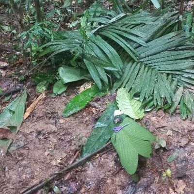 17 gün önce düşen uçaktaki 4 çocuk sağ bulundu!