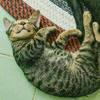 Kediler neden çok fazla uyuyor?