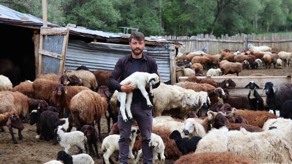 Ayıların kavgasını böyle görüntüledi