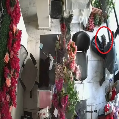 İlginç hırsızlık! Çiçekçiden kedi çaldı