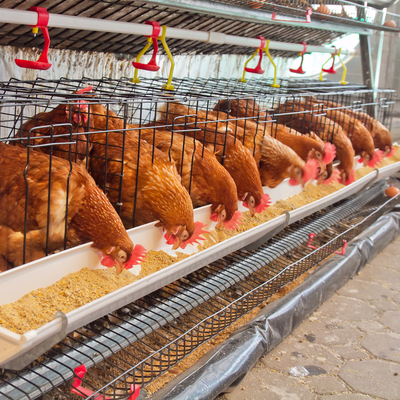 Brezilya’da kuş gribi alarmı!