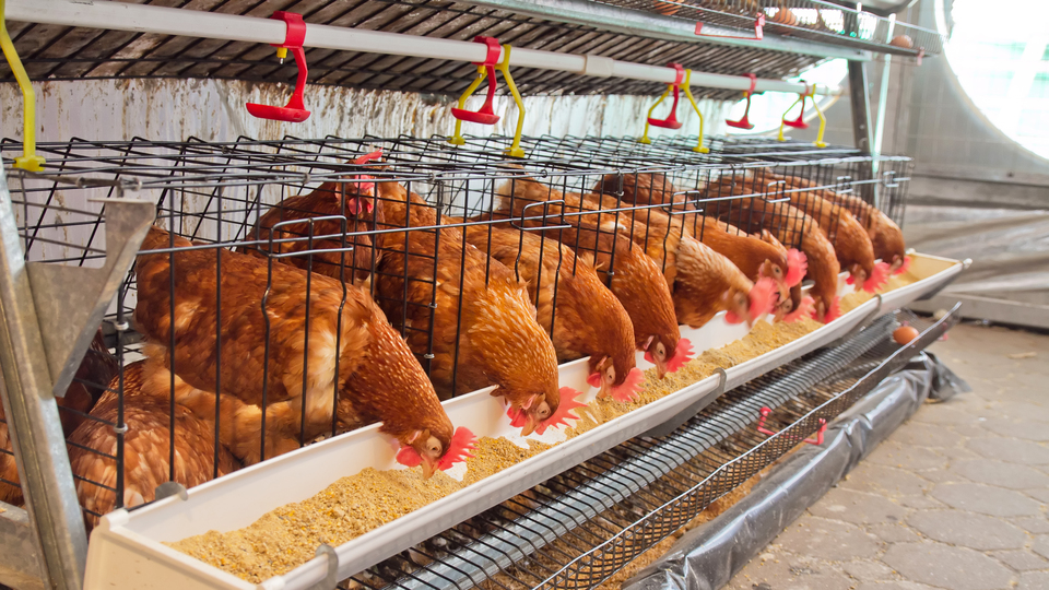 Brezilya'da kuş gribi alarmı!