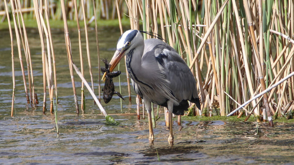 Gri balıkçılın kurbağa avı kameraya takıldı