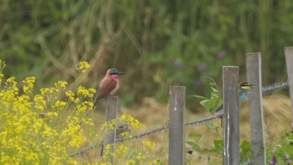 Türkiye'nin 500'üncü kuş türü oldu oldu