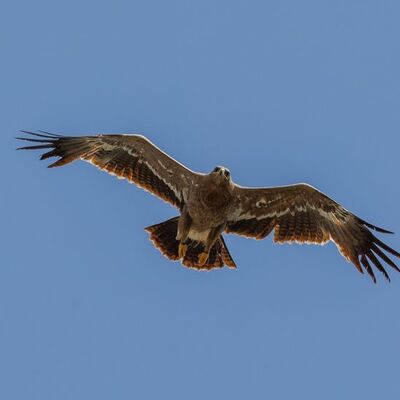 Yörük yurda döndü