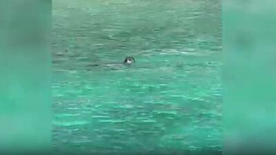 Yüzme molasında karşılaşıp kayıt altına aldılar