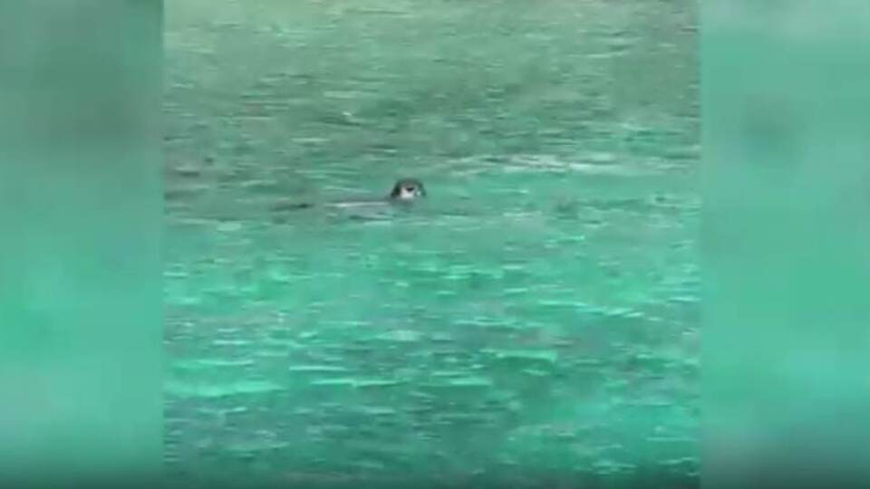 Yüzme molasında karşılaşıp kayıt altına aldılar