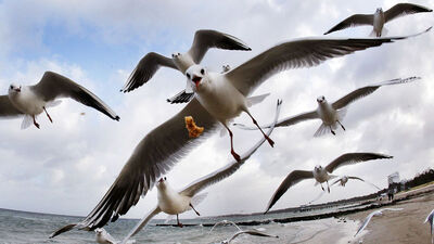 İşte martıların zekası... İnsanlara bakarak seçiyorlarmış