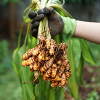 Doğal ağrı kesici olarak kullanılan 14 besin